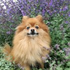 Fluffy Pomeranian Dog Among Lilac Flowers