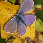 Purple and Blue Butterfly on Yellow Flowers with Small Butterflies in Dark Background