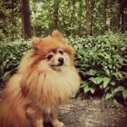 Fluffy Pomeranian Dog in Colorful Forest Clearing