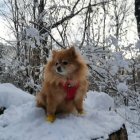 Fluffy Pomeranian Dog in Snowy Forest Scene