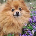 Fluffy Pomeranian Dog Surrounded by Purple Flowers in Dreamy Forest