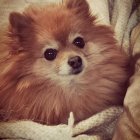Sable coat Pomeranian with expressive eyes on tan background
