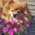 Fluffy Pomeranian Dog Surrounded by Pink, Purple, and White Flowers
