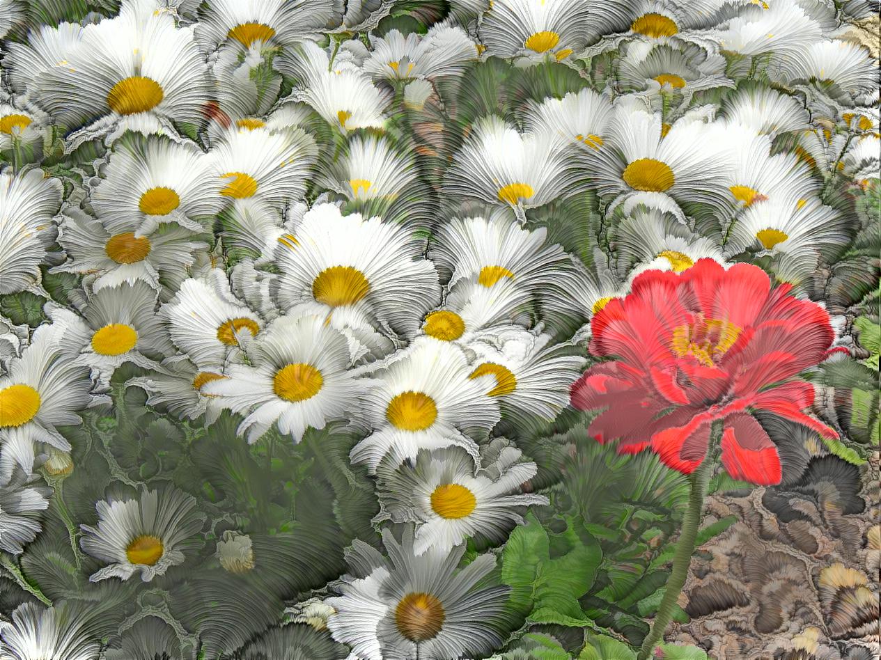 Daisies with Zinnia 