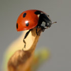 Red ladybug with black spots perched on plant edge