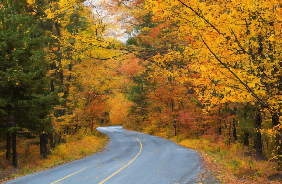 Autumn forest scene with winding road and colorful foliage