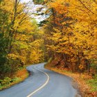 Autumn forest scene with winding road and colorful foliage