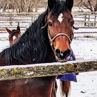 Brown horse with black mane by snowy fence in wintry forest