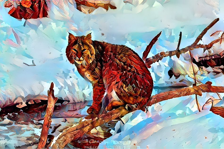 Bobcat in winter 