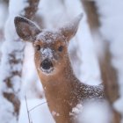 Snowy forest scene: deer with large ears in focus