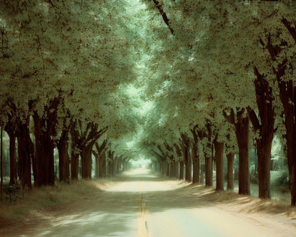 Tranquil tree-lined road with overhanging branches and dappled shadows