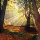 Tranquil forest landscape with sunlight, mist, stream, and foliage