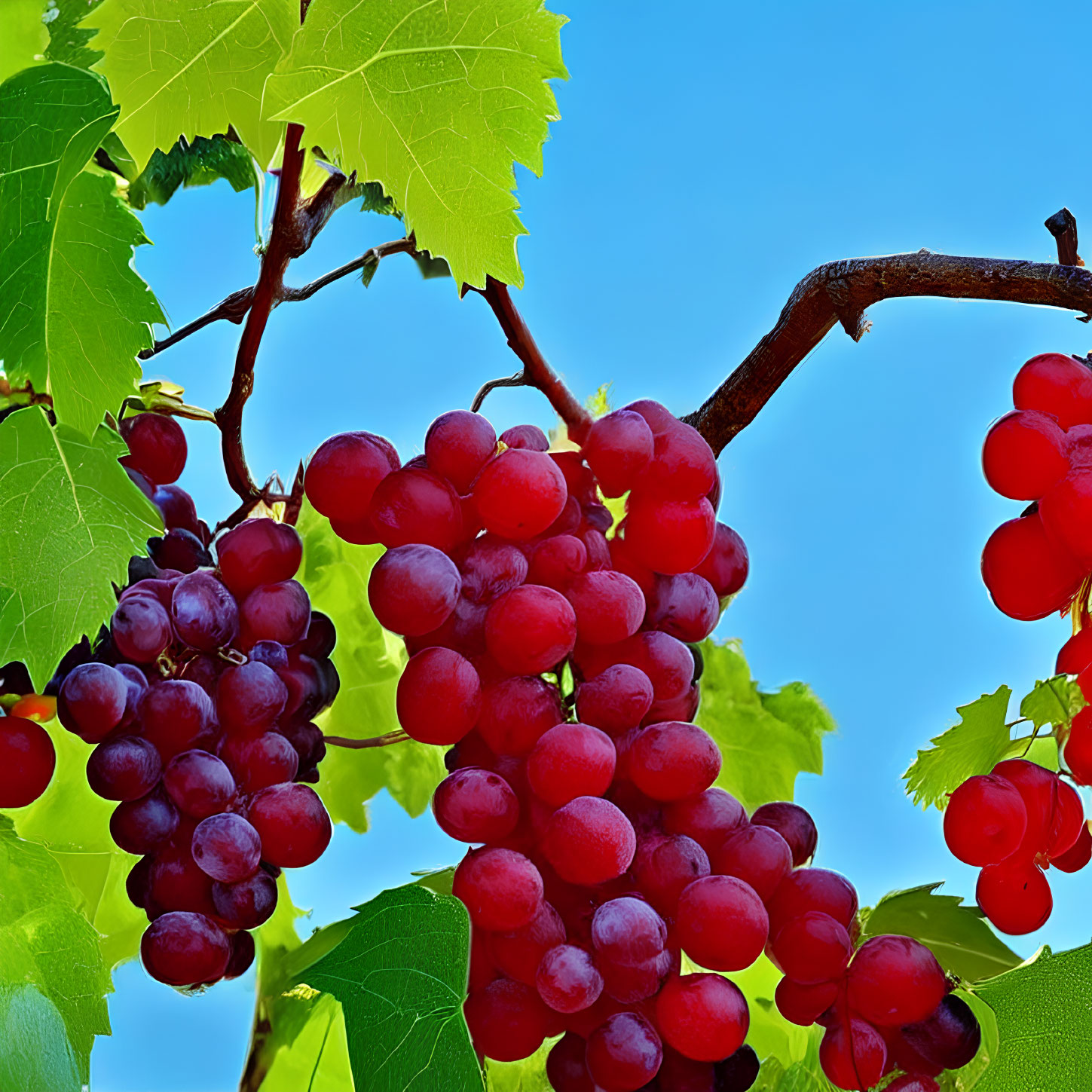 Ripe Red Grapes Hanging from Vine on Sunny Day