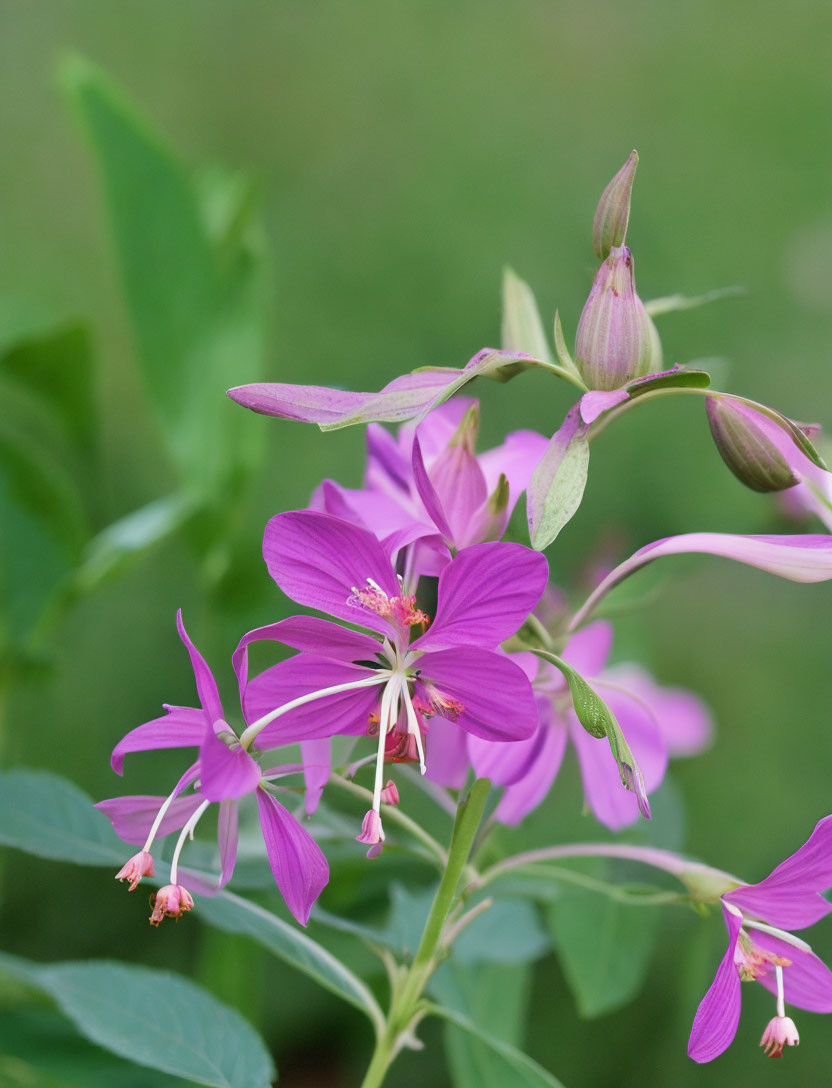 Vibrant purple flowers with prominent stamens on blurred green background.