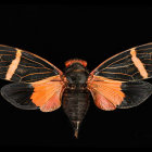 Orange and Black Butterfly with Eye Spots on Wings against Black Background