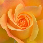 Vibrant orange-yellow rose with delicate petals in soft-focus setting