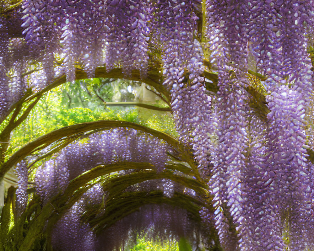 Vibrant purple wisteria tunnel in sunlit garden