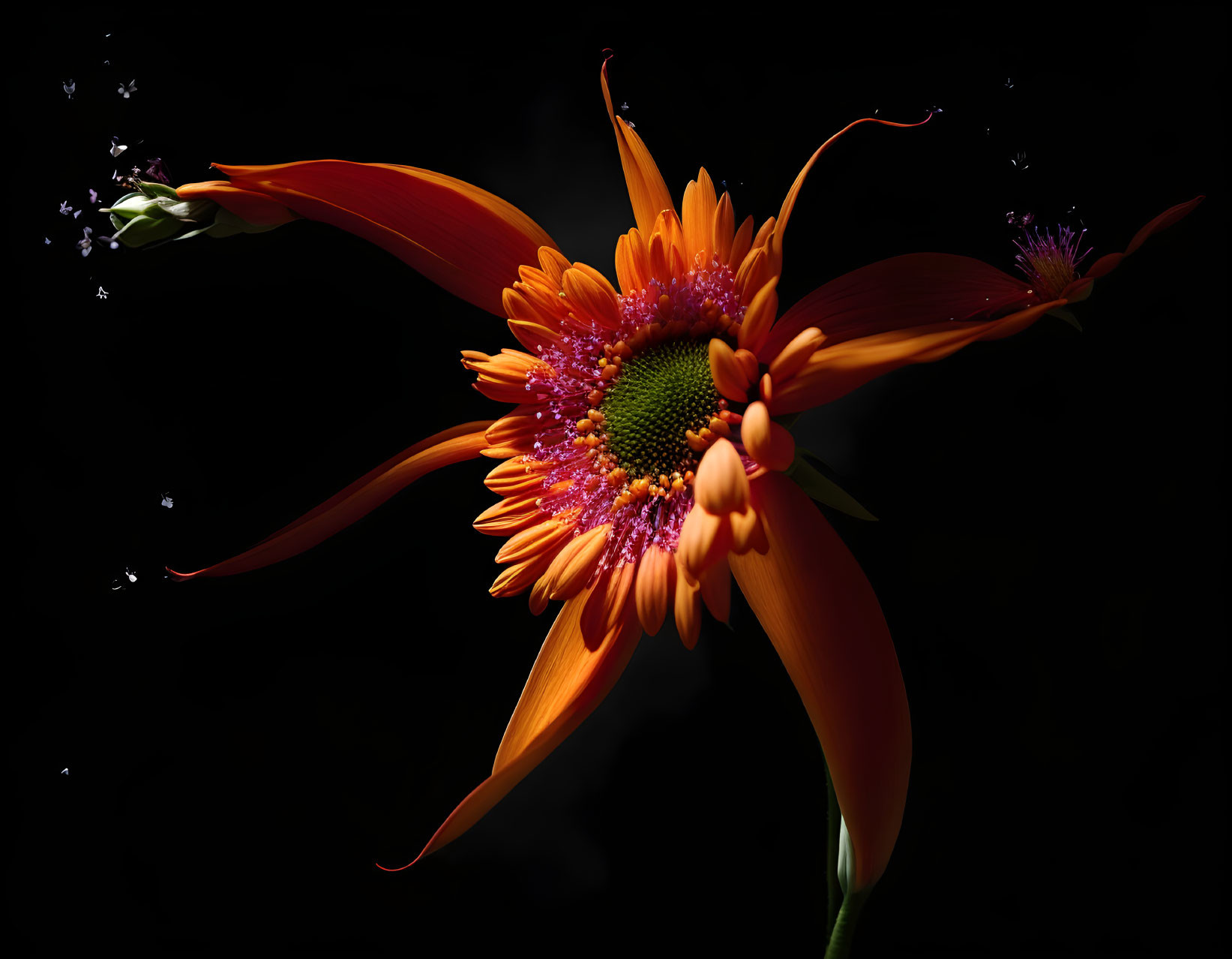 Vibrant Orange Flower with Green Center on Dark Background