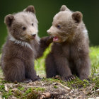 Fluffy bear cubs with colorful flowers on soft green backdrop