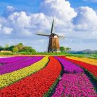 Colorful Dutch Landscape with Tulip Fields and Windmills