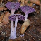 Purple Mushroom Houses in Enchanted Misty Forest