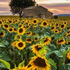 Sunflower Field with Rustic Barn at Sunrise or Sunset