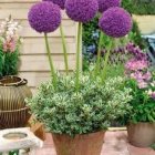 Vibrant purple spherical blooms in terracotta pots with green foliage on warm background
