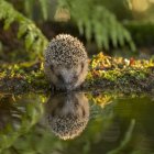 Colorful hedgehog artwork with illuminated spines in serene waters