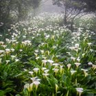 White Calla Lilies Blooming in Serene Landscape