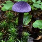 Whimsical purple mushroom houses in misty forest scene