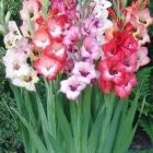 Red and White Gladiolus Flowers in Teacup Under Cloudy Sky