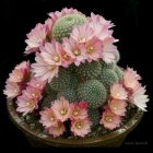 Pale Pink Blooming Cactus on Black Background with "MON VIRULY