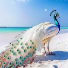 Colorful peacock on beach with turquoise sea and islands
