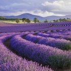 Picturesque Lavender Fields at Sunset with Rolling Hills