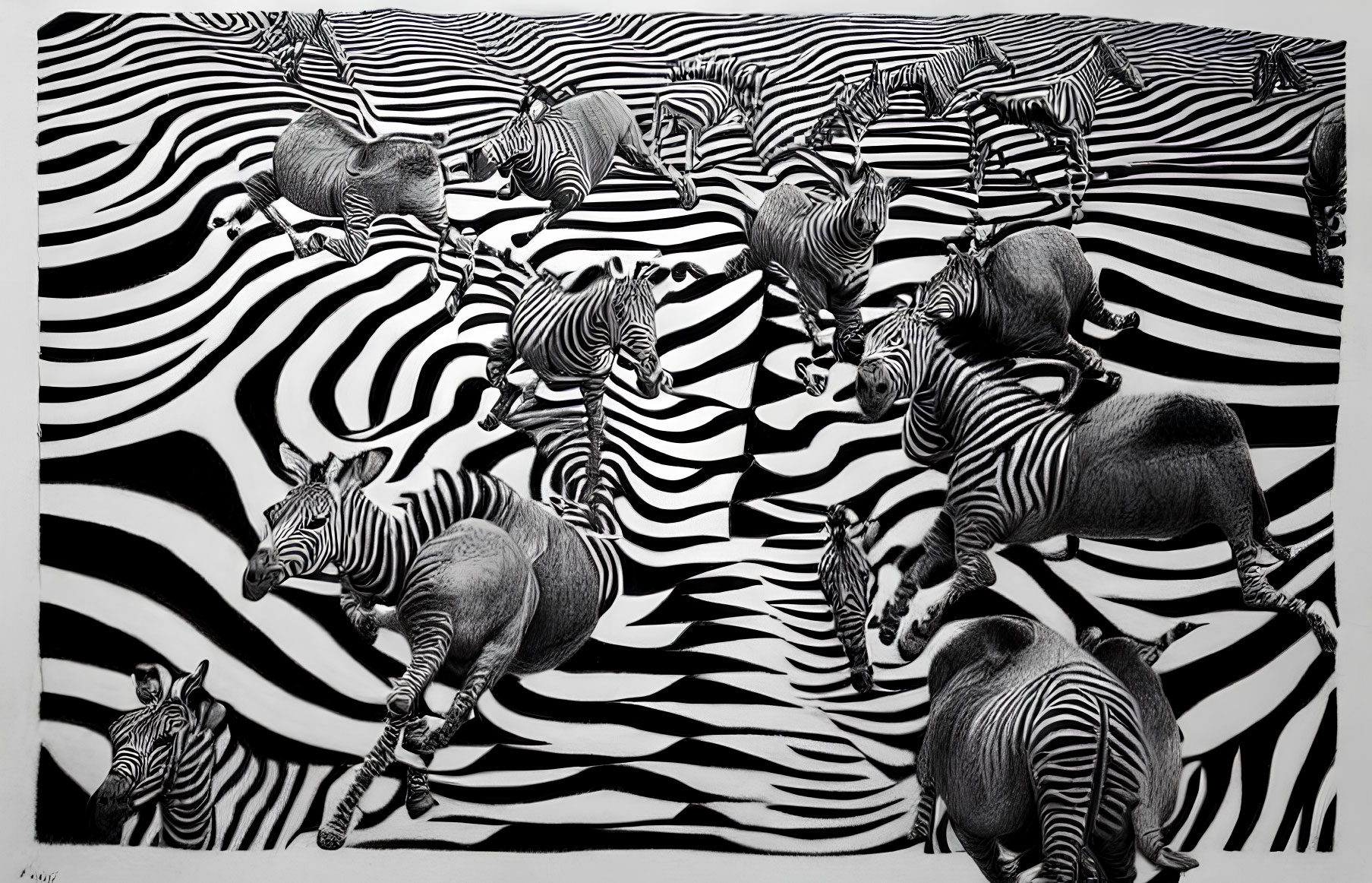 Monochrome illustration of zebras blending with striped background