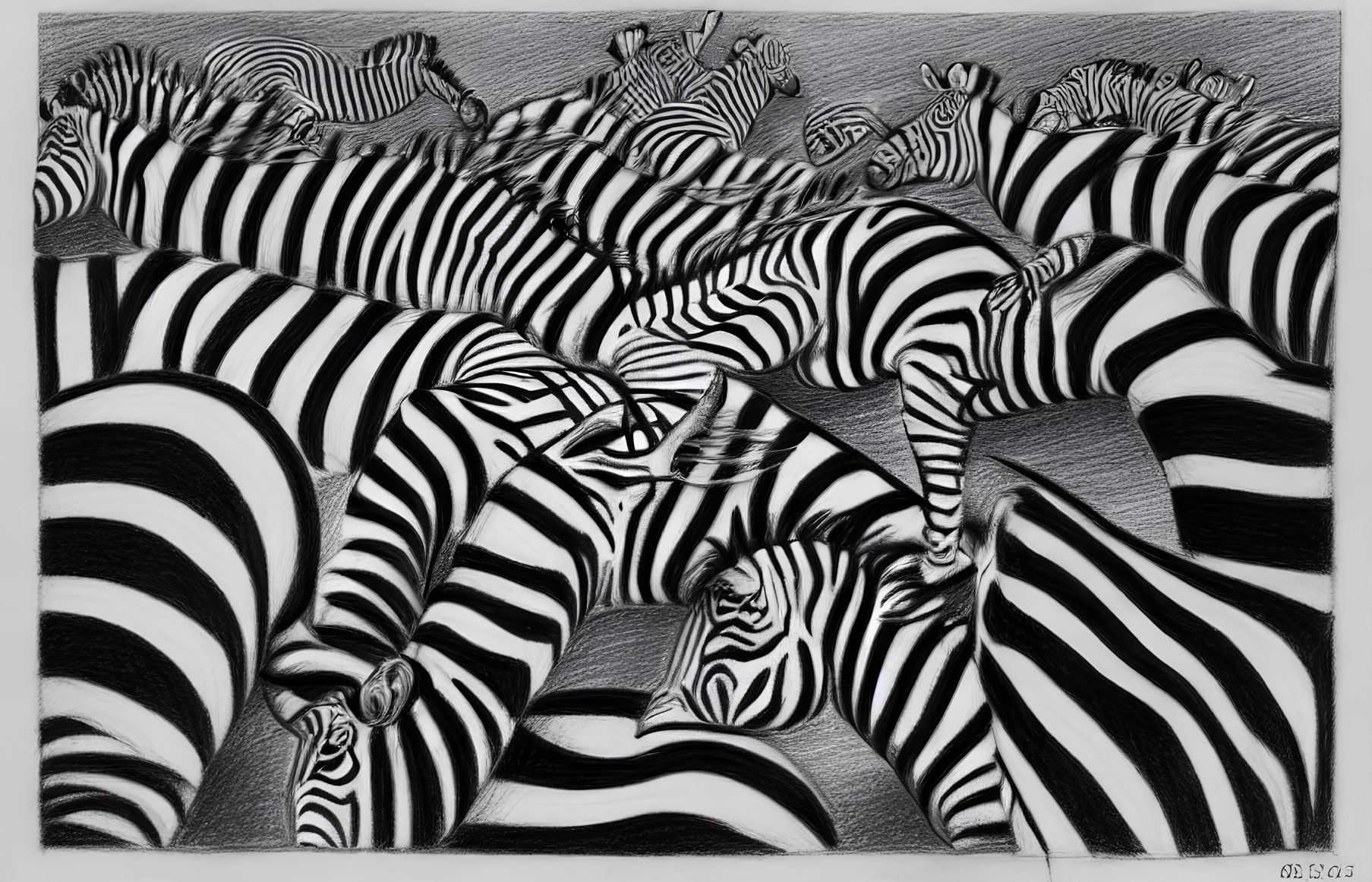Herd of Zebras with Distinctive Black and White Stripes