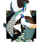 Colorful stylized birds with intricate patterns on a white background with a bold black letter "H