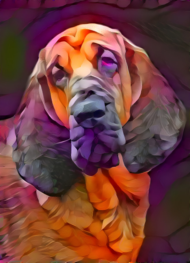 My bloodhound bouy BERTIE