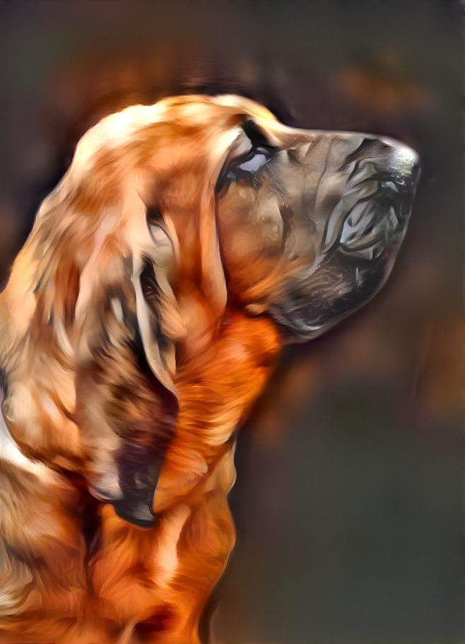 My bloodhound boy ROBINSON