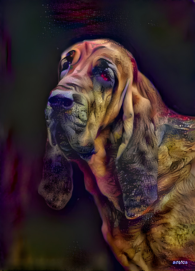My bloodhound girl ROSIE