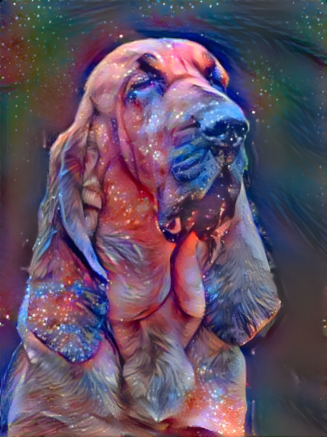 My bloodhound girl CARMEN