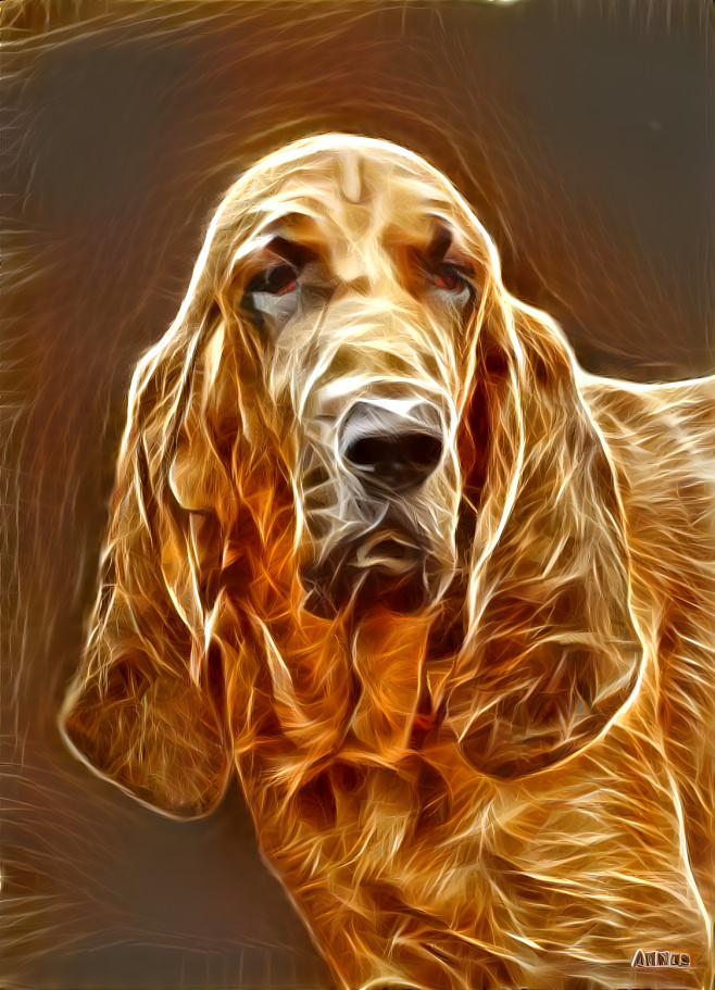 My bloodhound boy RUDI