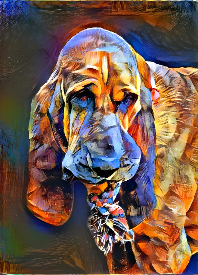 My  bloodhound boy RUDI