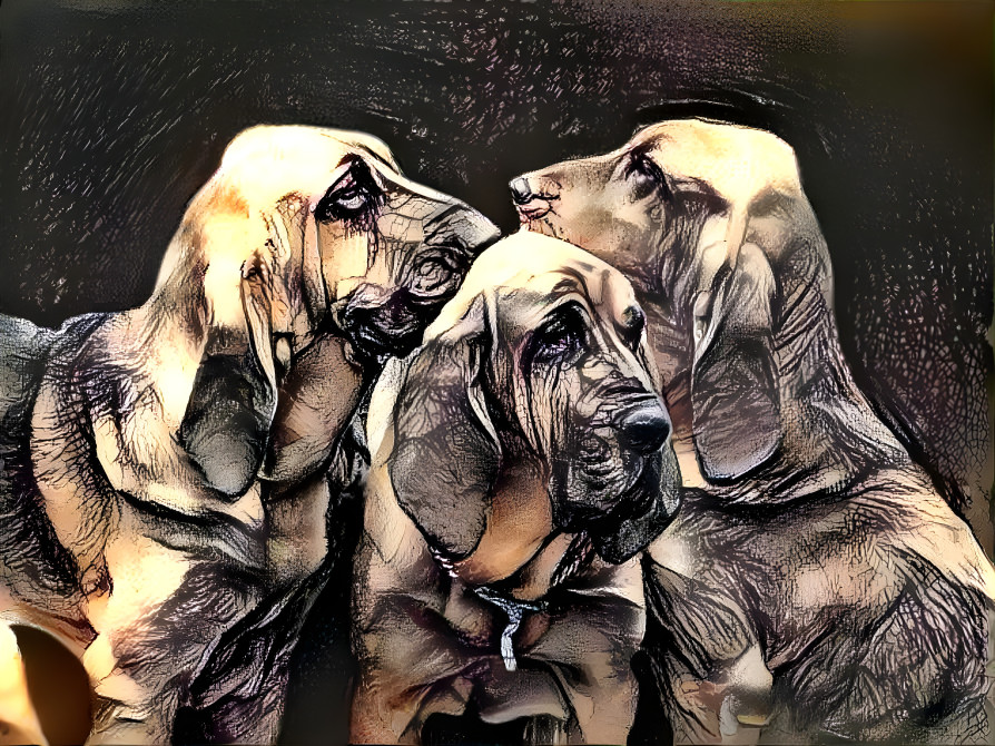 Aristos bloodhounds. 3 generations