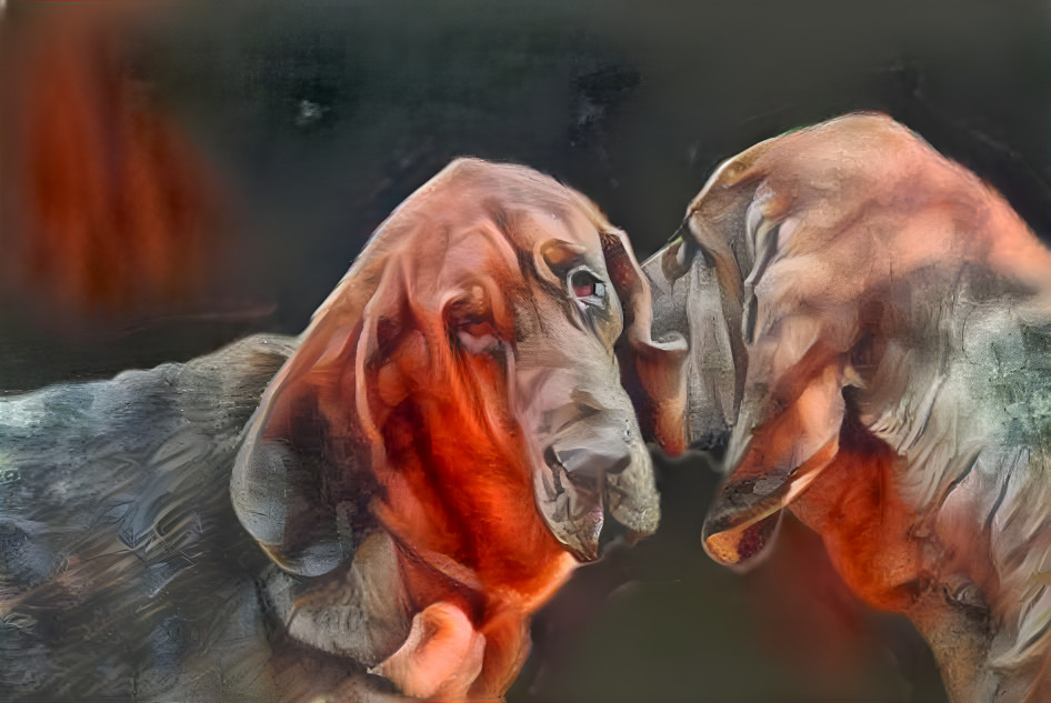 My bloodhound puppies Klara & Norek