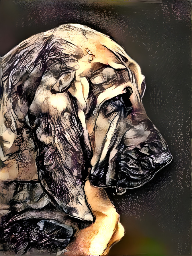 My bloodhound boy PEPPINO