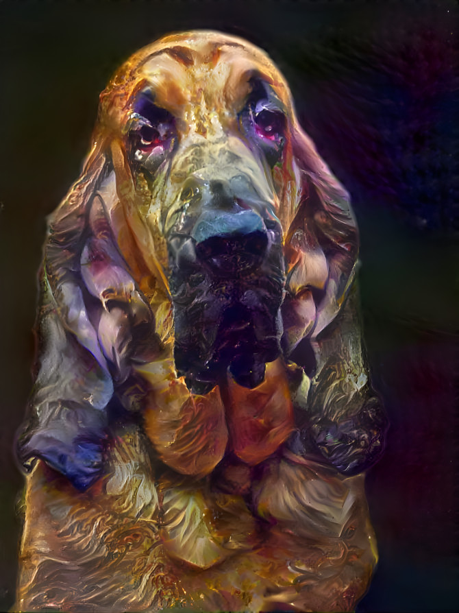 My bloodhound boy BERTIE 