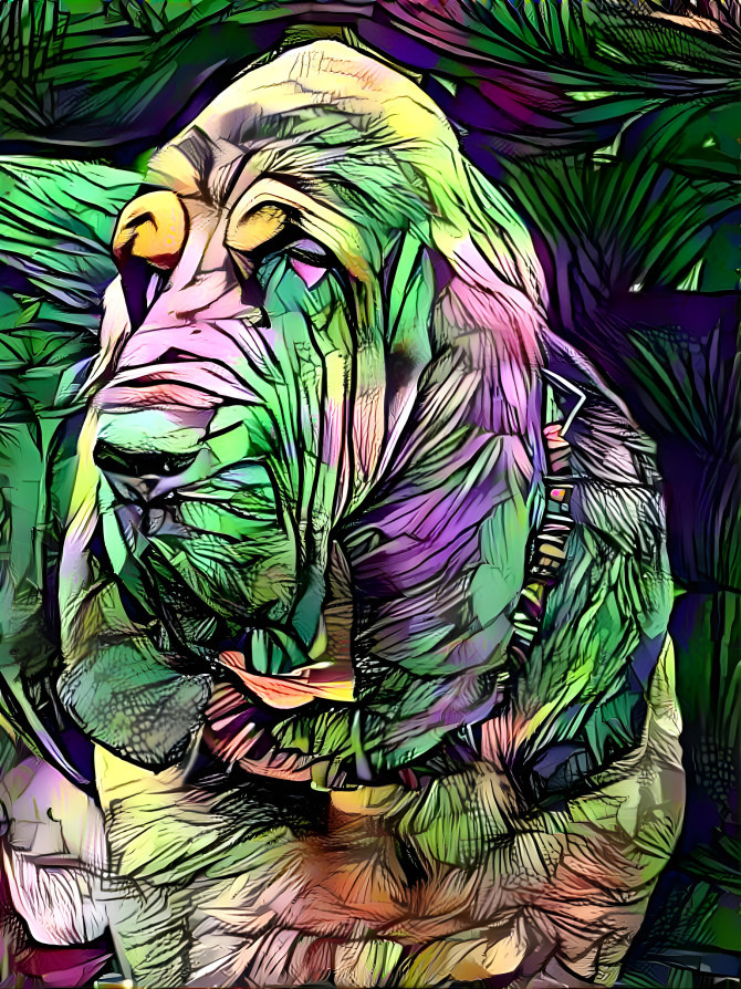 My bloodhound boy VONDRACEK