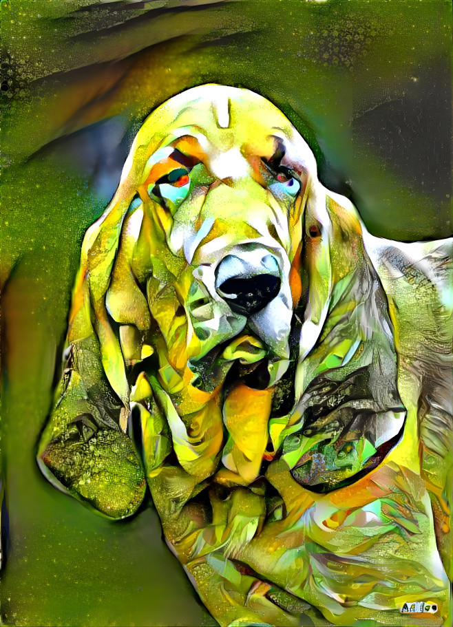 My bloodhound boy RUDI