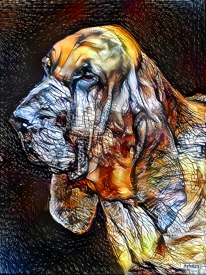 My bloodhound boy FLOREK